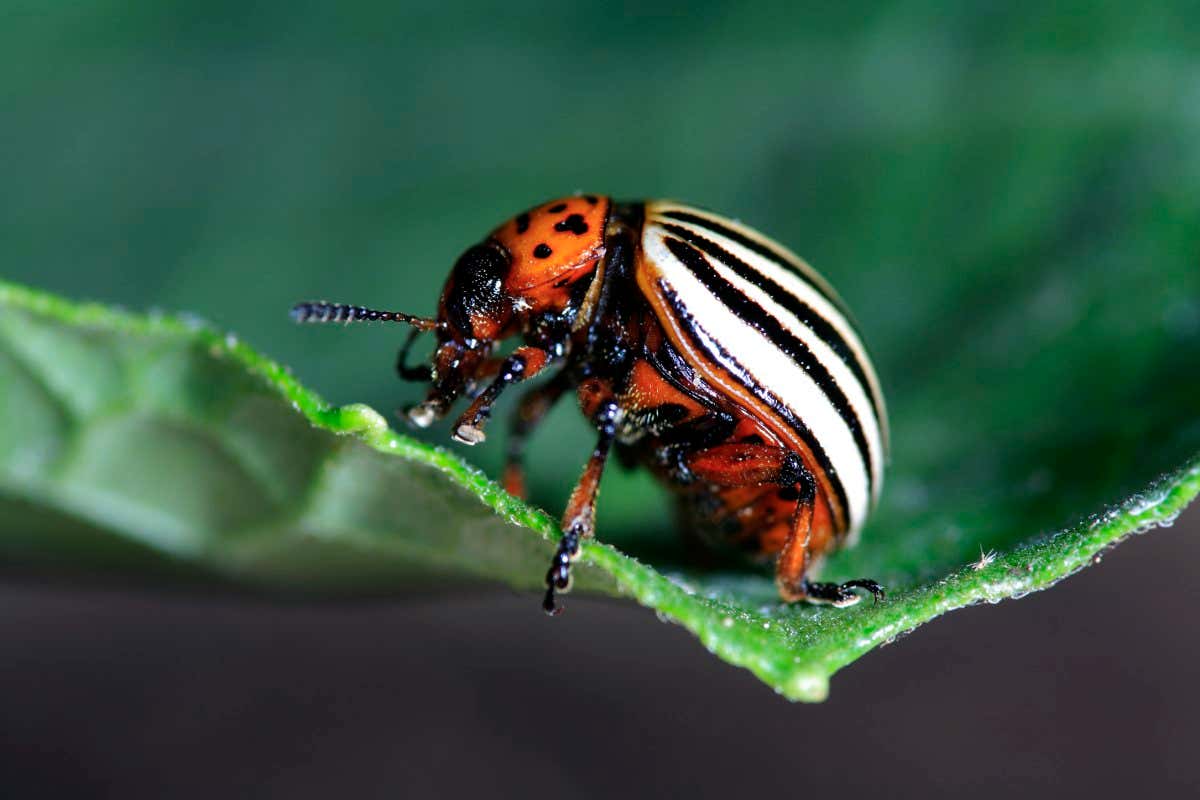 Hibernación de insectos: los escarabajos de patata de Colorado se descomponen y vuelven a crecer sus músculos a pedido